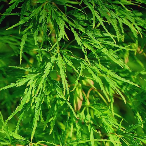 Acer Palmatum Dissectum Viridis (Erable du Japon) 80/100 ½ tige en pot de L vert