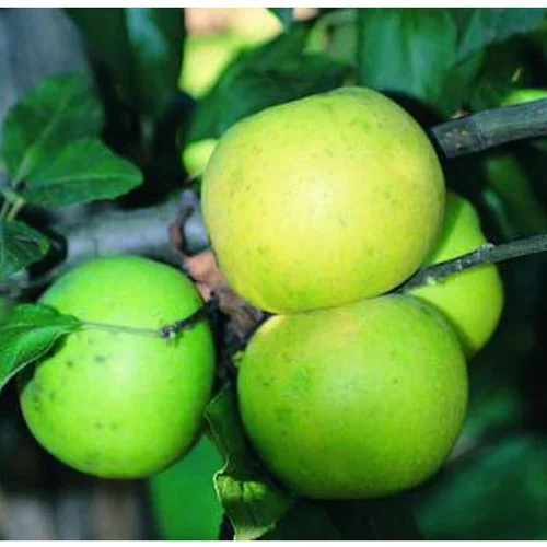 Pommier Du Mans. Le pot de 10 litres forme gobelet