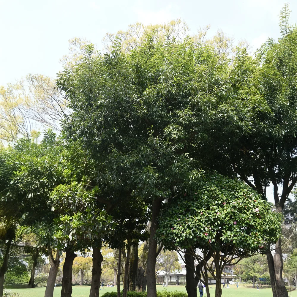 Chêne à feuilles de myrsine Quercus myrsinifolia