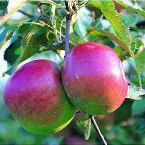 Pommier Melrose. Le pot de 12 litres, forme gobelet