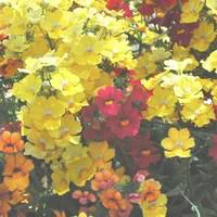 Sunsatias Arlequin - La jardinière de 40 cm