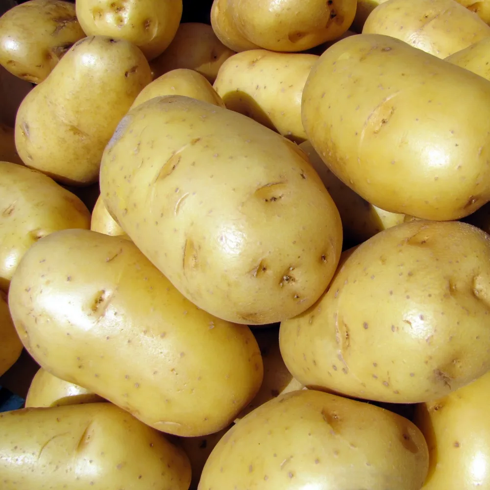 Pomme de terre Bintje Solanum tuberosum bintje