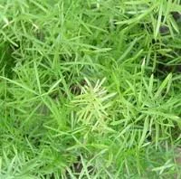 Asparagus - Le pot de 1 litre