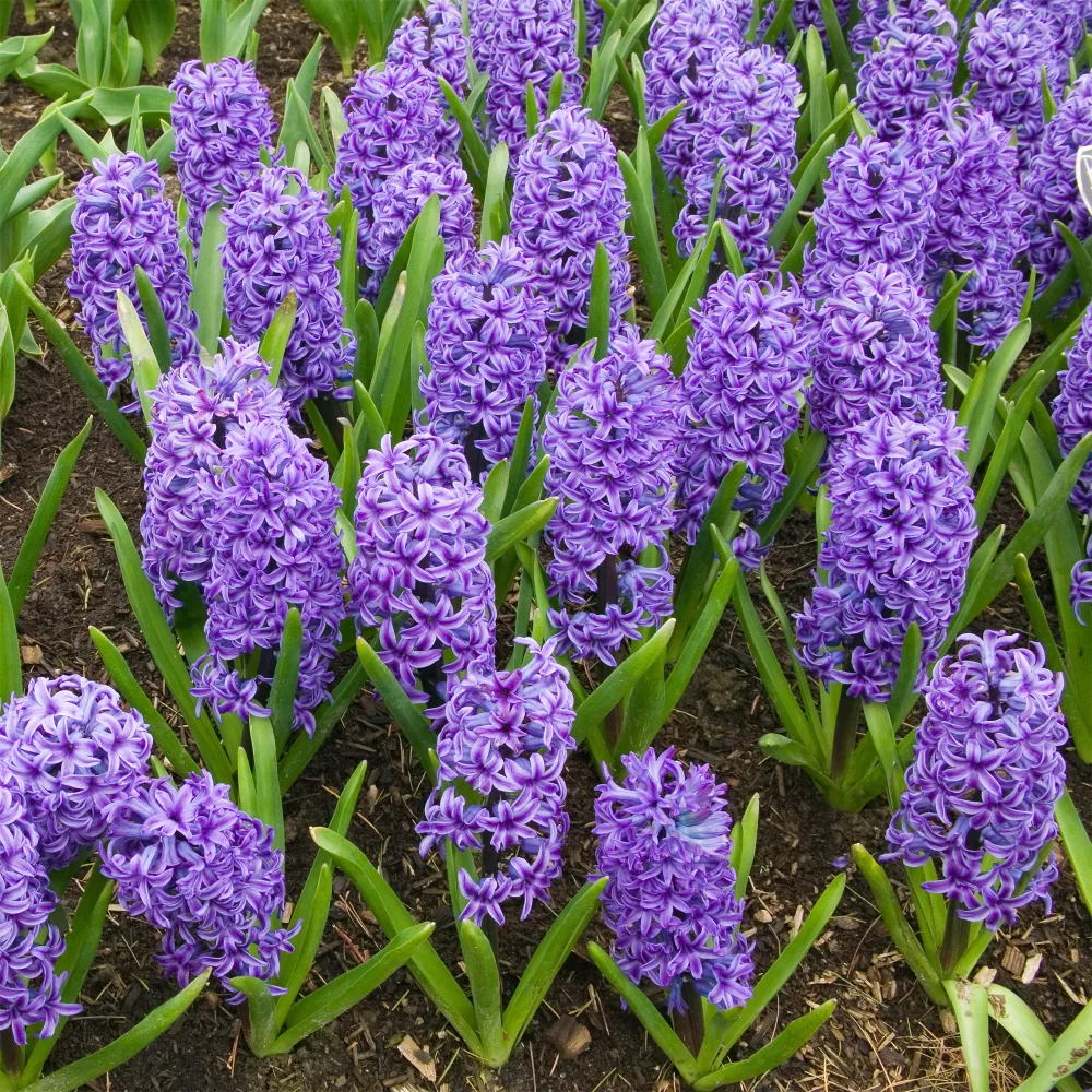 Jacinthe Blue Jacket Hyacinthus orientalis Blue Jacket