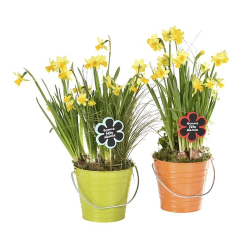 Plante avec cache pot - Le pot
