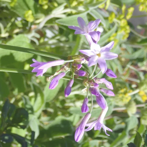 Tulbaghia' Ashanti' - Le pot de 1 litre