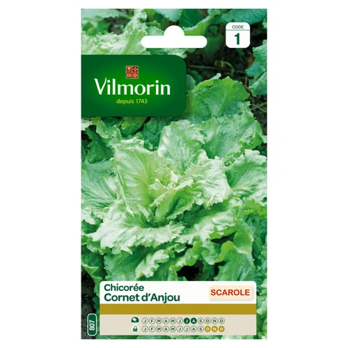Chicorée Scarole Cornet d'Anjou Vilmorin - graines à semer