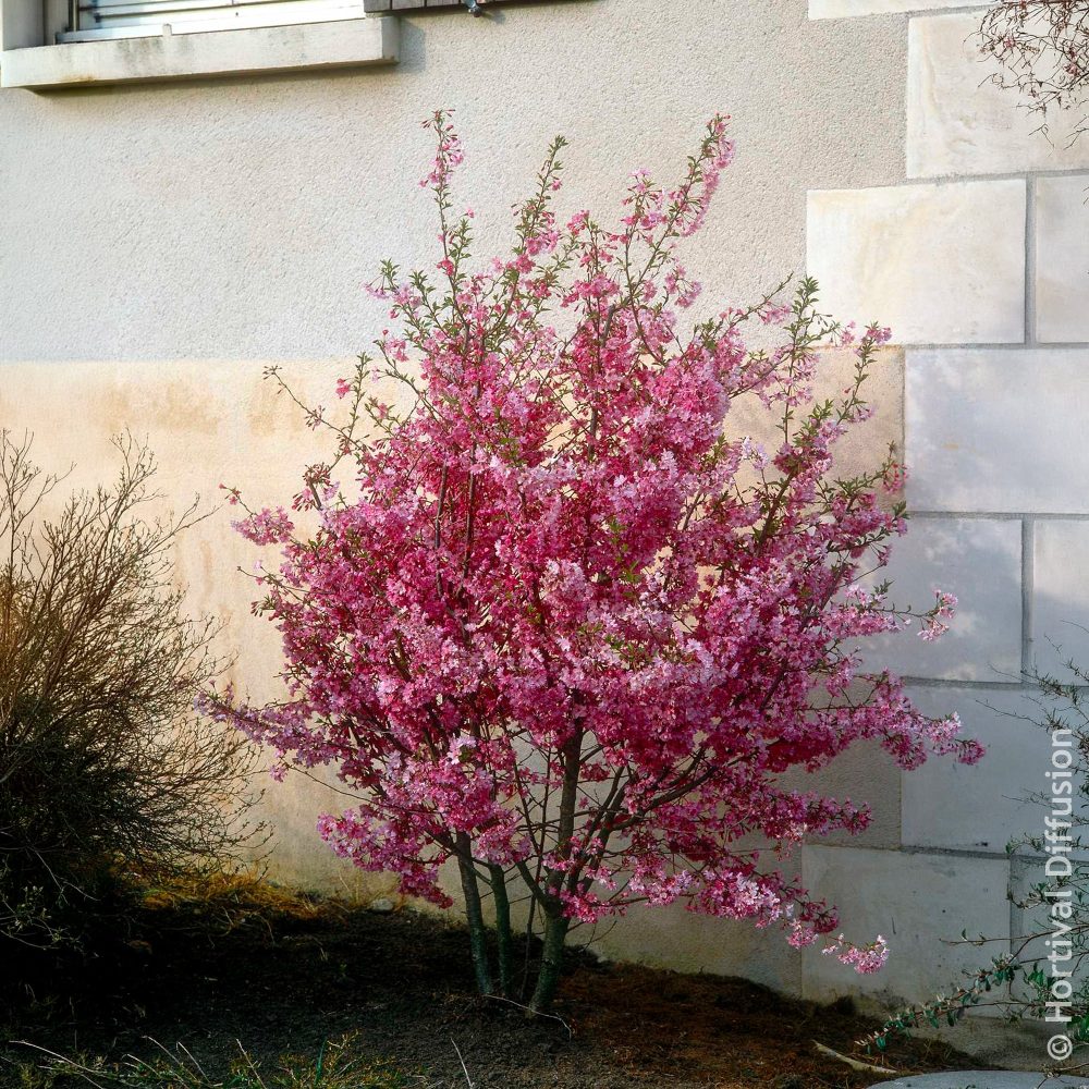 Cerisier du Japon Fukubana Prunus subhirtella Fukubana