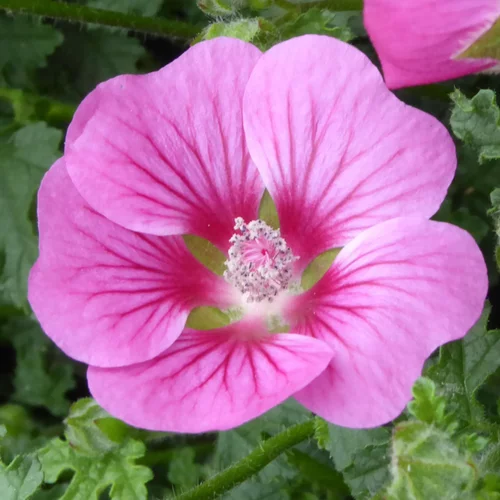 Anisodontea. Le pot de 17 cm