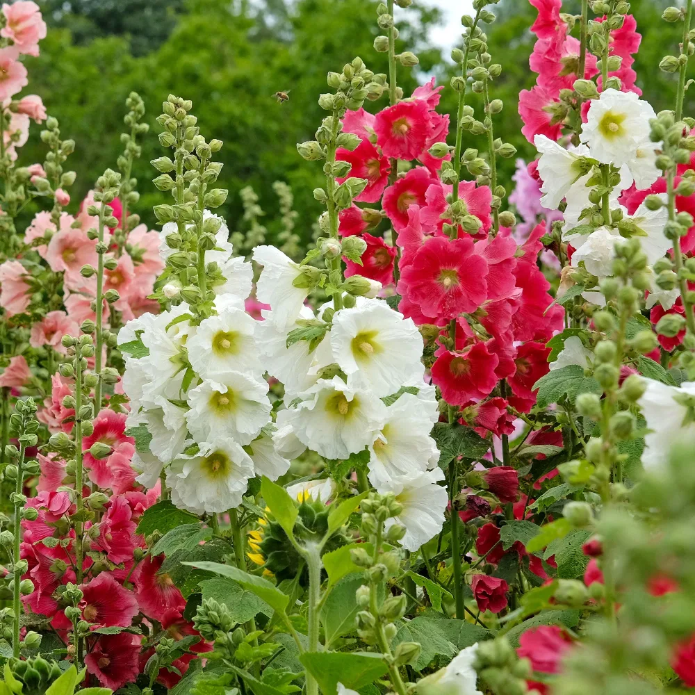 Roses trémières simples Antwerp Stars en mélange Alcea ficifolia