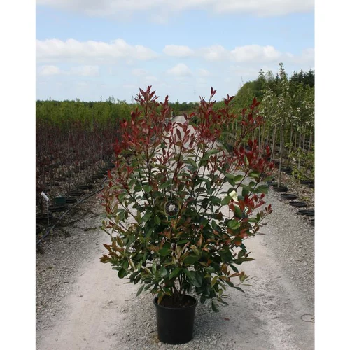 Photinia Fraseri Red Robin Extra 100/125 cm en pot de 15 L