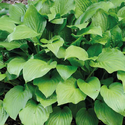 Hosta Royal - Le pot de 9 x 9 cm