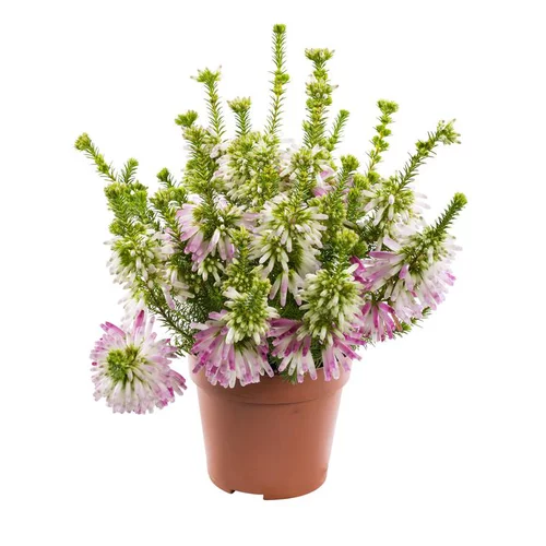 Erica Verticillata - Le pot de 10.5 cm