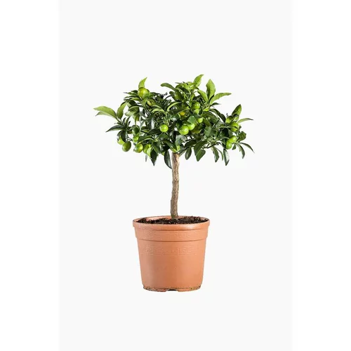 Kumquat. Le pot de 5 litres