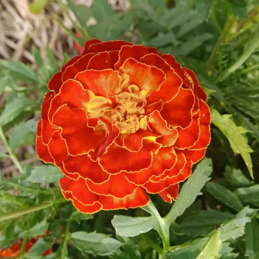 Oeillet d'Inde nain | Graines de fleurs bio et reproductibles