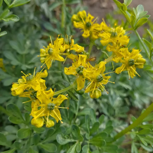 Rue Bigarrée | Graines bio et reproductibles de fleurs