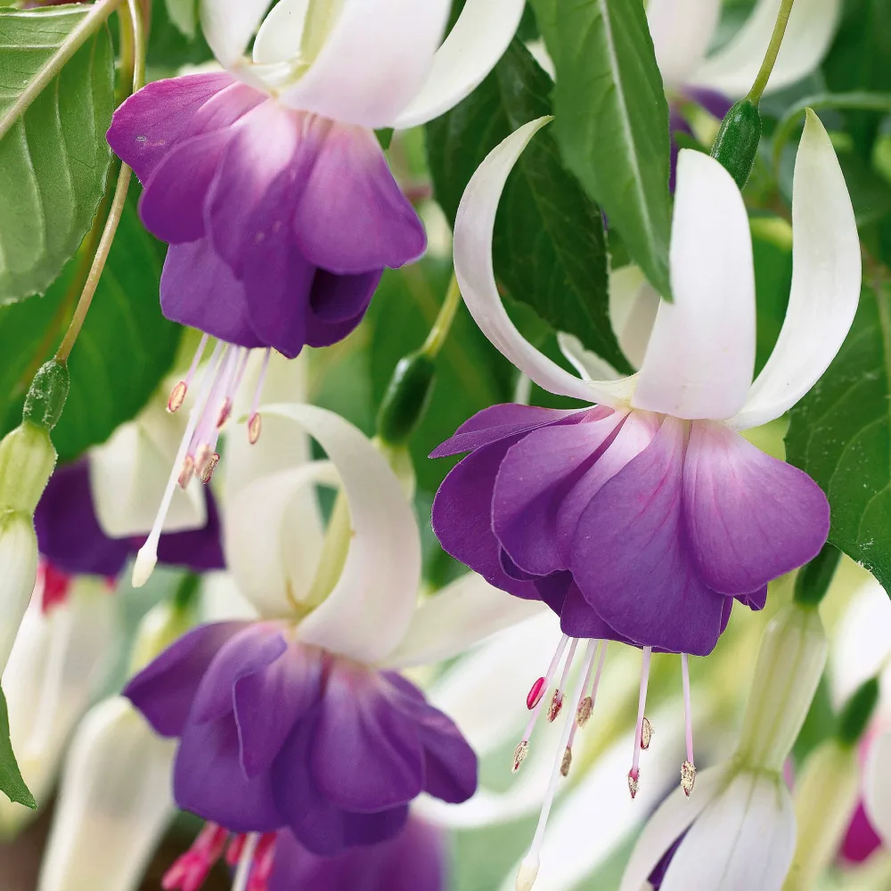 3 Fuchsias résistants au gel Blue Sarah Fuchsia blue sarah