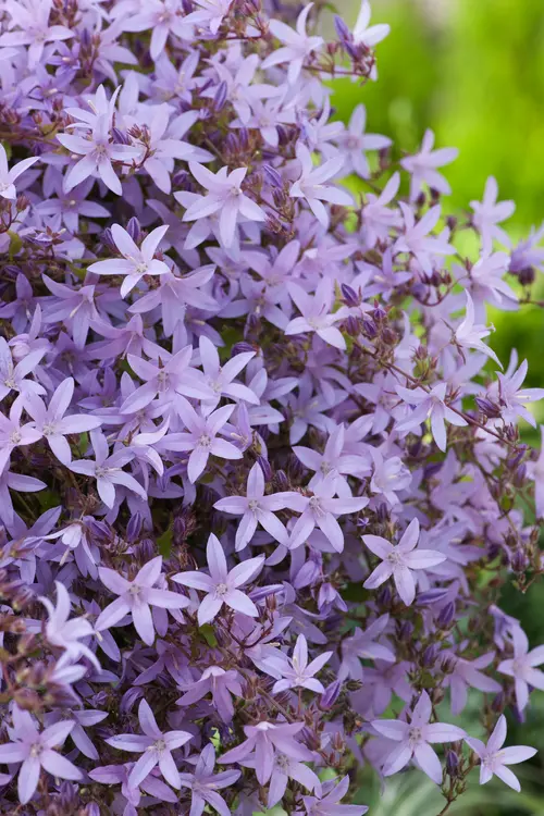 Campanule ‘Lisduggan Variety’ - Le pot de 2 litres