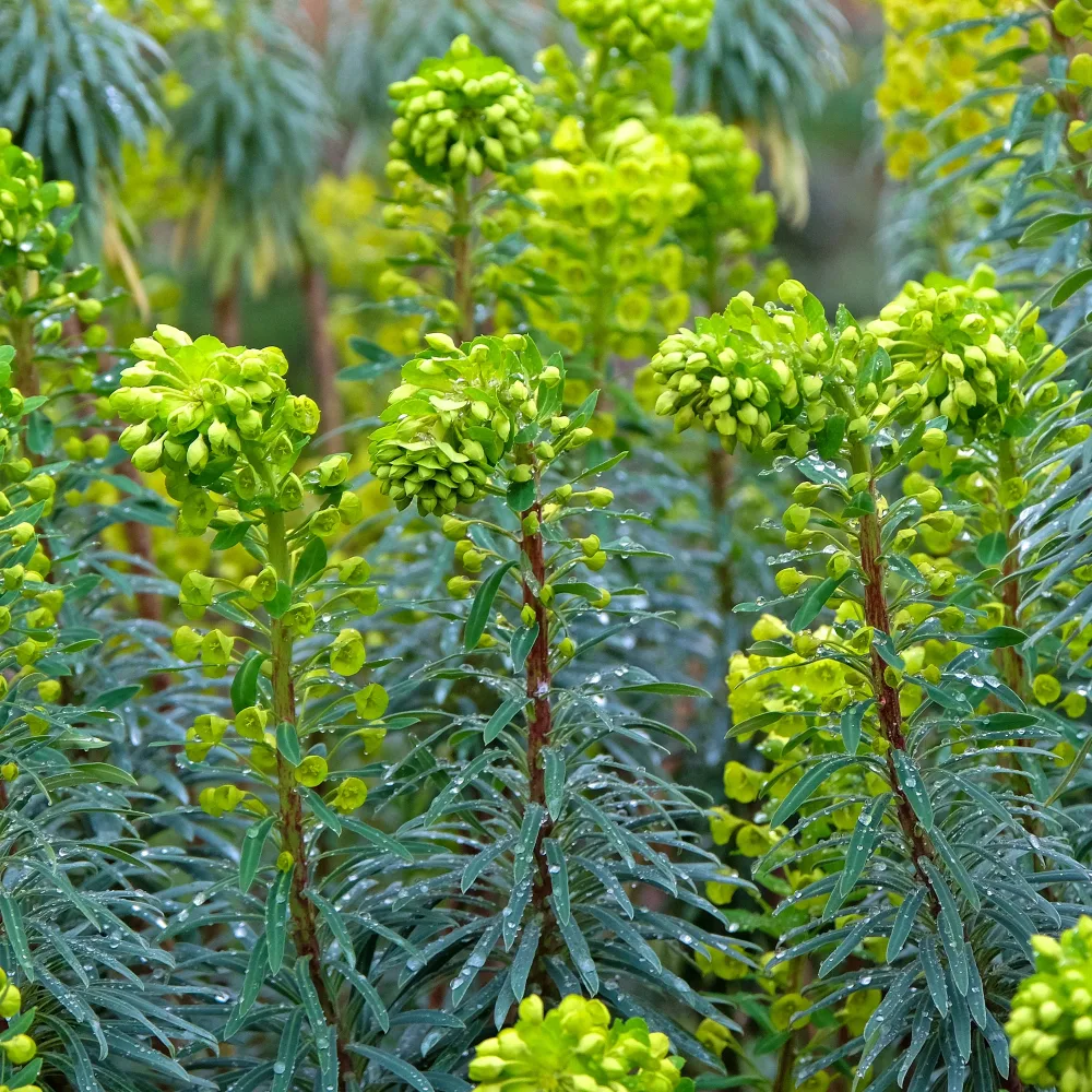 Euphorbe characias Blue Wonder Euphorbia characias blue wonder