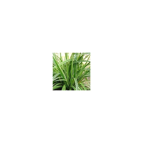 Carex morrowii (laîche japonaise) Ice Dance - Le pot de 3 litres