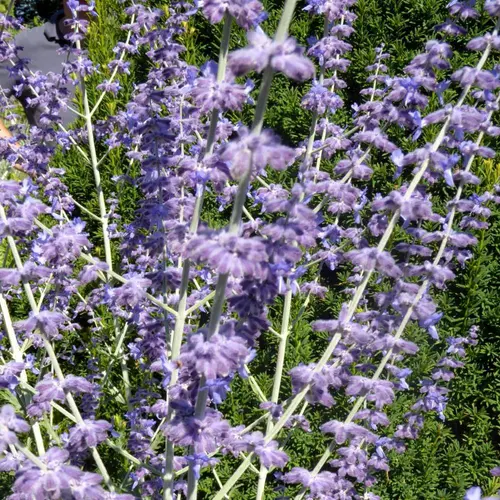 Perovskia coloris bleu - 4 L