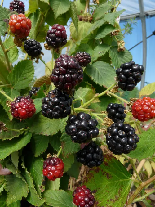 Mure Little Black Prince Bio. Le pot de 2 litres