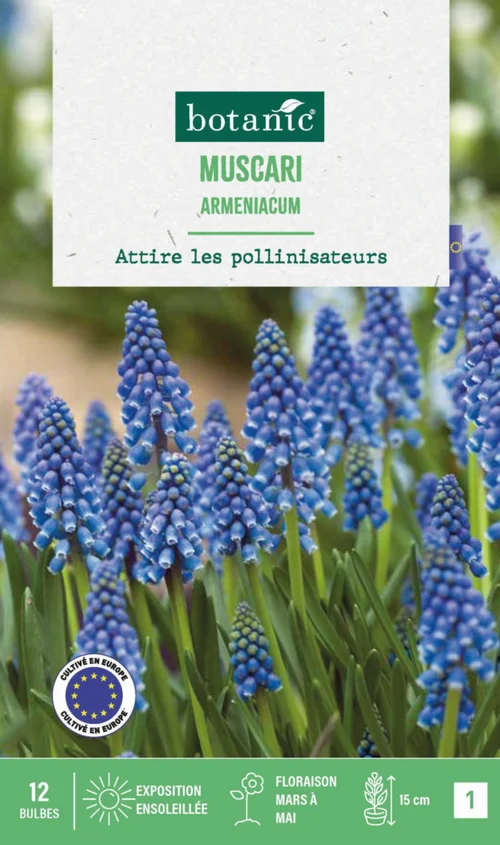 Muscari armeniacum botanic® - 12 bulbes