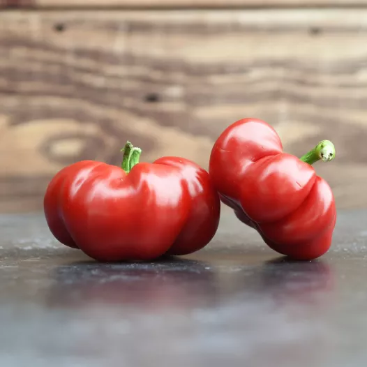 Graines bio de Piment Tomate