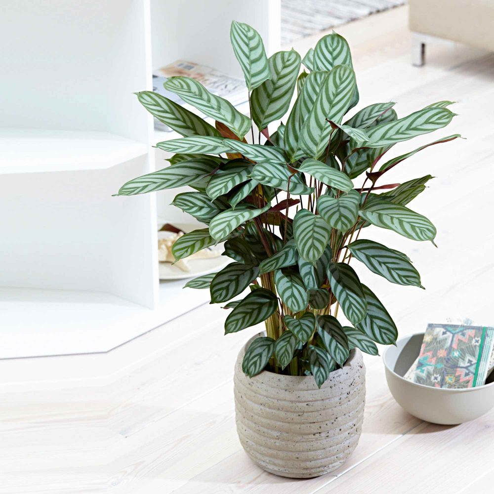 Calathéa Compact Star Calathea compact star