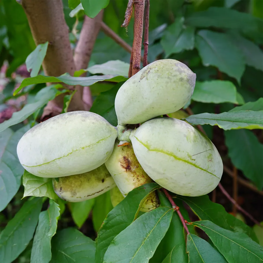Asiminier - Pawpaw Asimina triloba