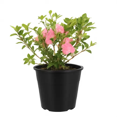 Azalée Japonaise (Azalea Japonica) 40/50 rose. Le pot de 7 litres