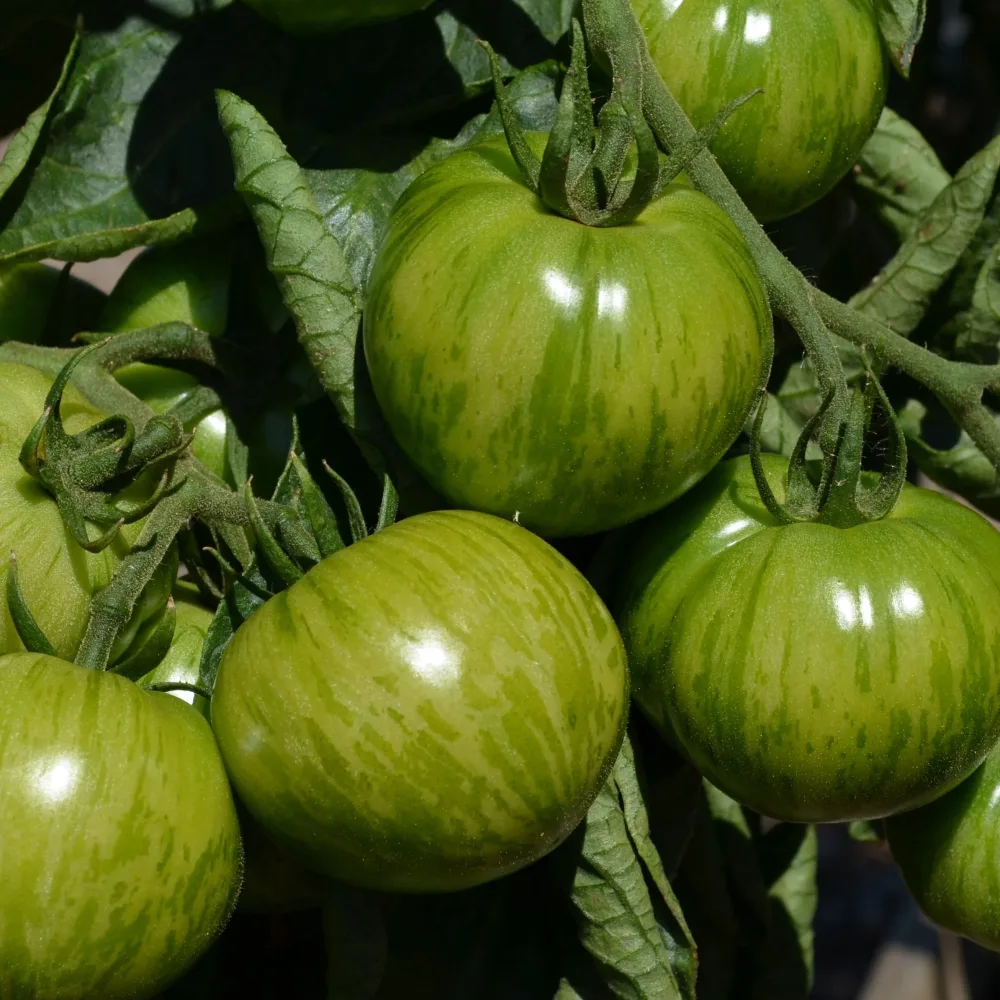 3 Plants de Tomate Green Zebra Solanum lycopersicum green zebra