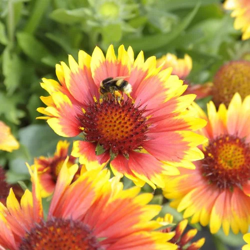 Gaillarde arizona sun multicolore en pot de 2 L