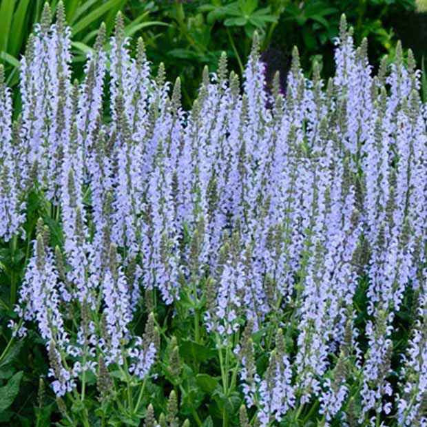 Sauge des bois Crystal Blue Salvia nemorosa crystal blue ( color spires series