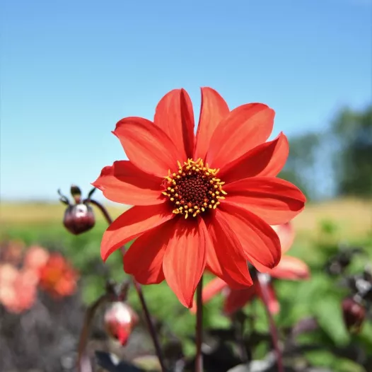 Dahlia Bishop's Children | Graines de fleurs bio et reproductibles