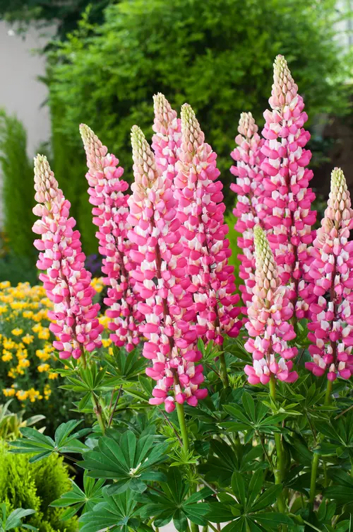 Lupin ‘La Châtelaine’ - Le pot de 2 litres