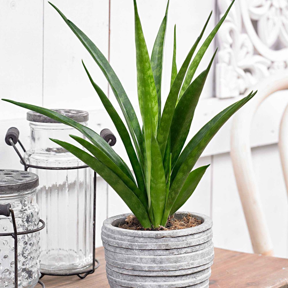 Sansevière kirkii Friends Sansevieria Kirkii Friends