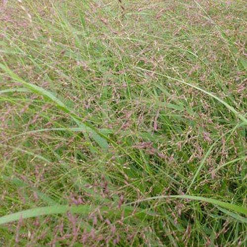 Panic érigé Warrior Panicum virgatum warrior