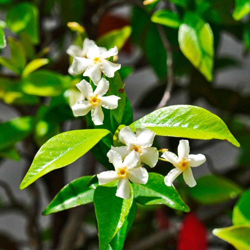 Jasmin étoilé Star of Venice Trachelospermum jasminoides Star of Venice