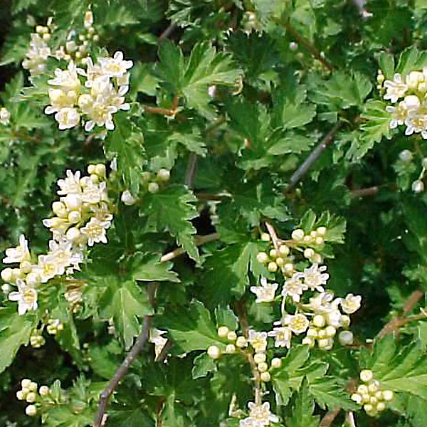 2 x Stephanandra incisa 'Crispa' – 30-40 cm pot