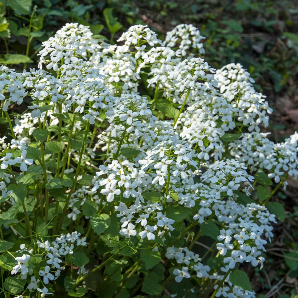 Monnaie du Pape à fleurs blanches Lunaria annua albiflora