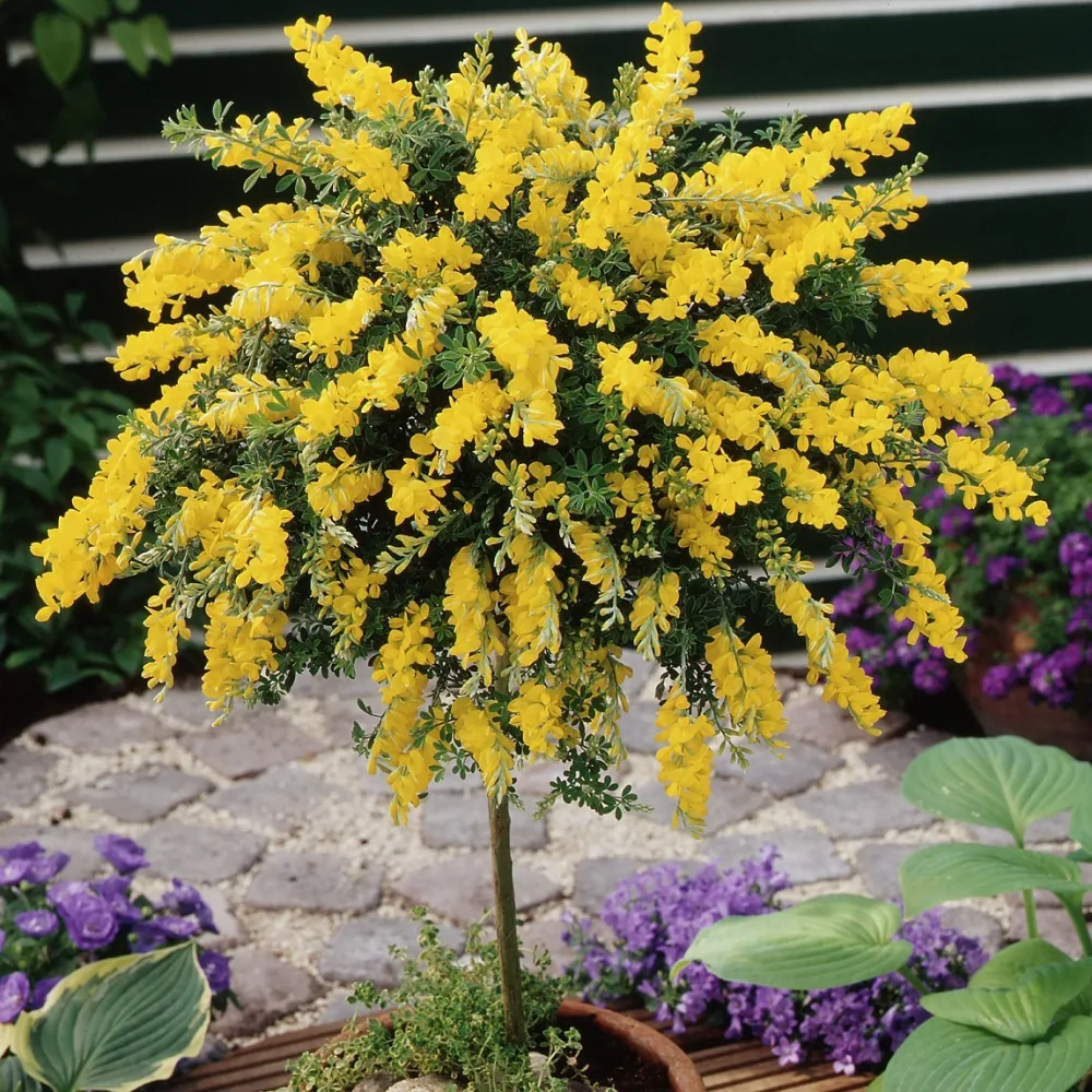 Genêt sur tige Cytisus racemosus