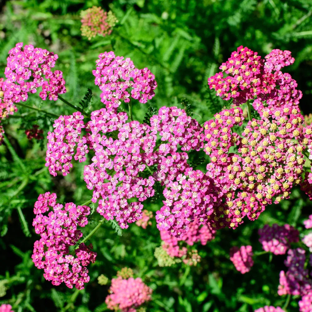 Achillée millefeuille Mily Rock achillea milleforlium Mily Rock