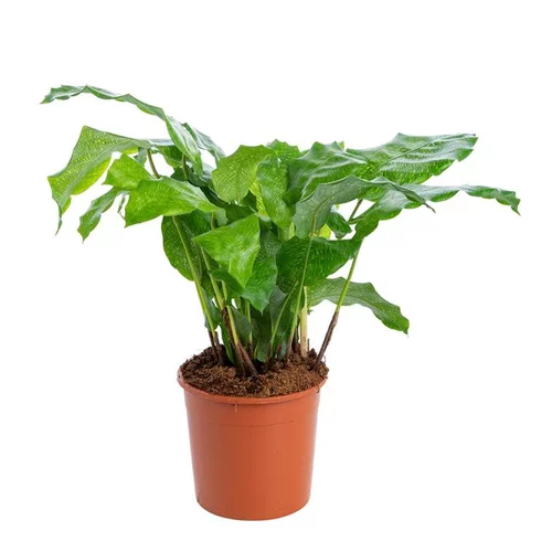 Calathea mix à feuilles rondes. Le pot Ø 14 cm