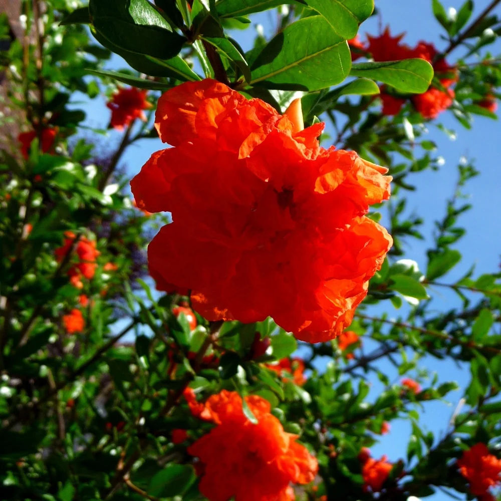 Grenadier à fleurs Punica granatum Nana