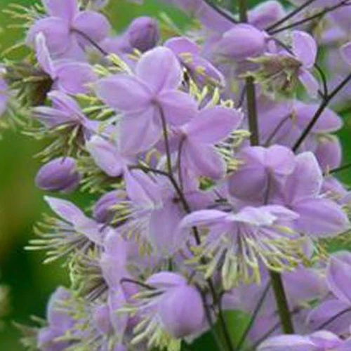 Pigamon du père Delavay Ankum Thalictrum delavayi ankum