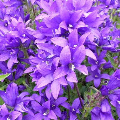 Campanule agglomérée Joan Elliott Campanula glomerata joan elliott