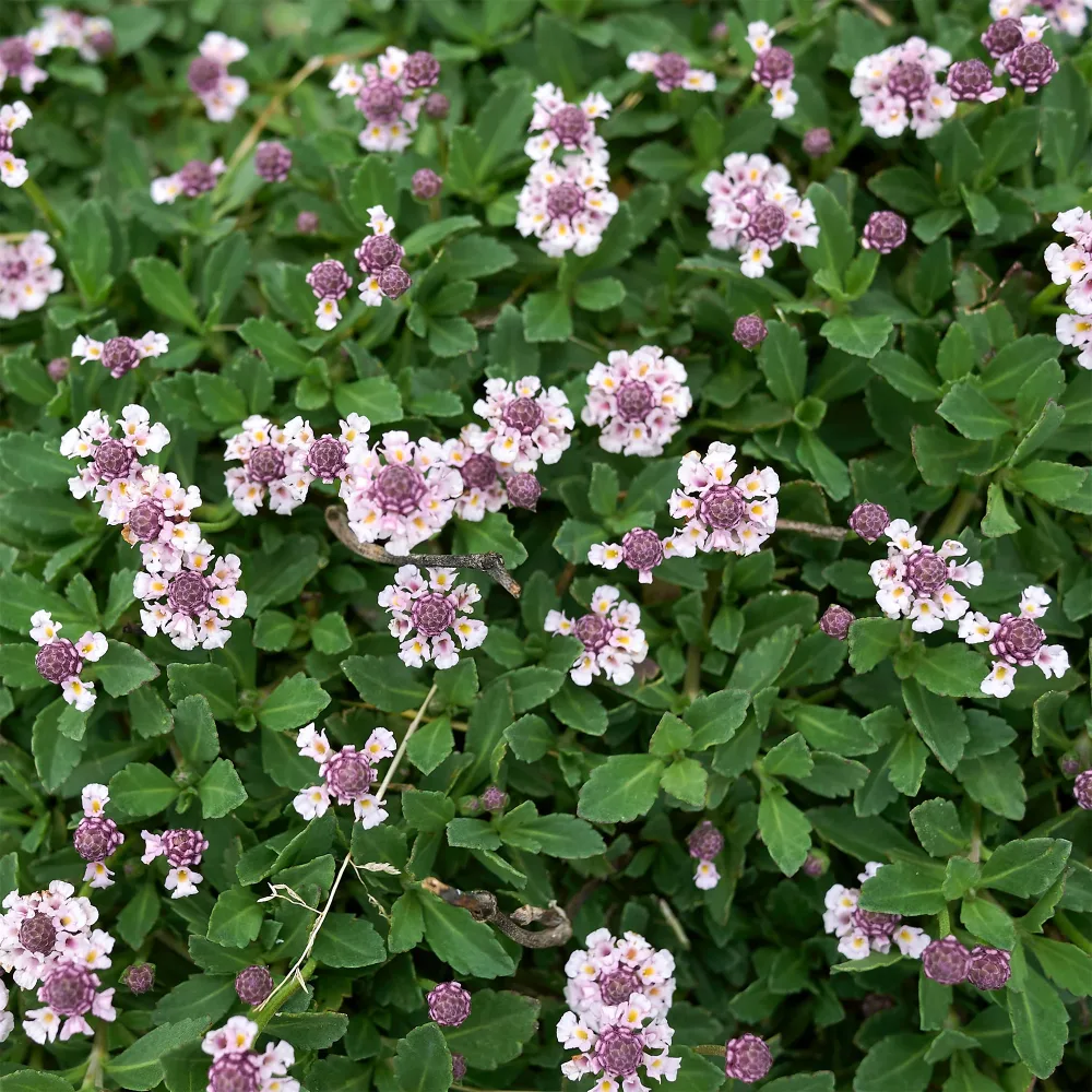 Verveine nodiflore Phyla rampant Phyla nodiflora