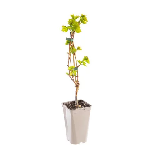 Vigne 'Centennial Seedless'. Le pot de 2 litres