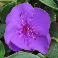 Tibouchina - Le pot de 2 litres